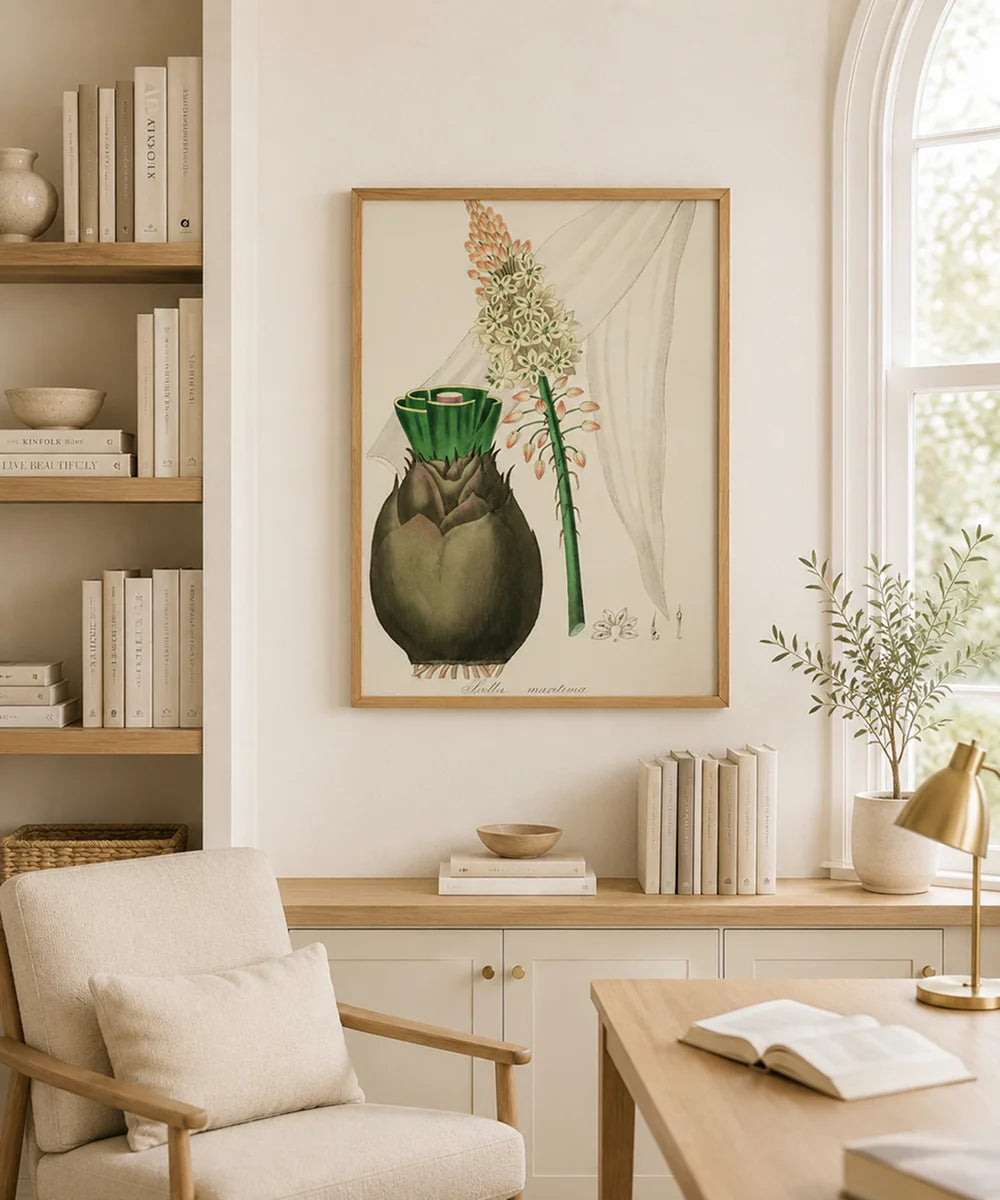 Scilla Maritima Botanical – Vintage Wall Art Print