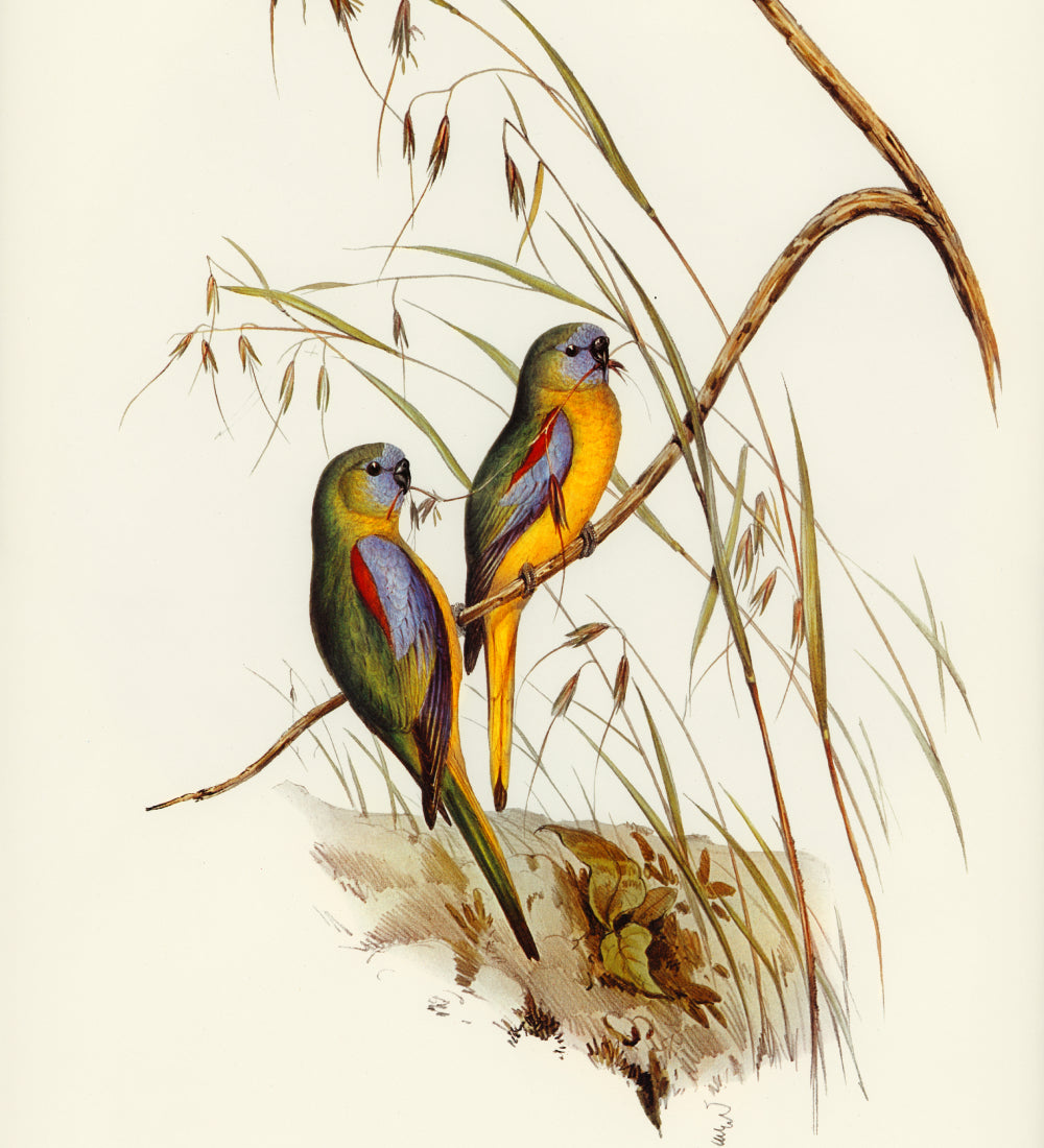 Colorful birds on blooming tree