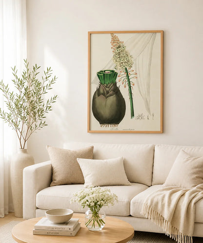 Scilla Maritima Botanical – Vintage Wall Art Print