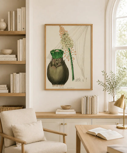 Scilla Maritima Botanical – Vintage Wall Art Print