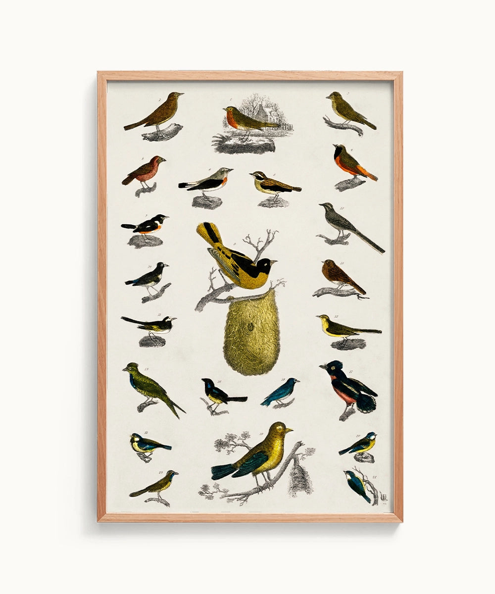 Bird Oliver Goldsmith Canvas Print