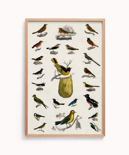 Bird Oliver Goldsmith Canvas Print