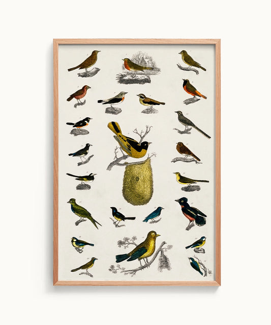 Bird Oliver Goldsmith Canvas Print