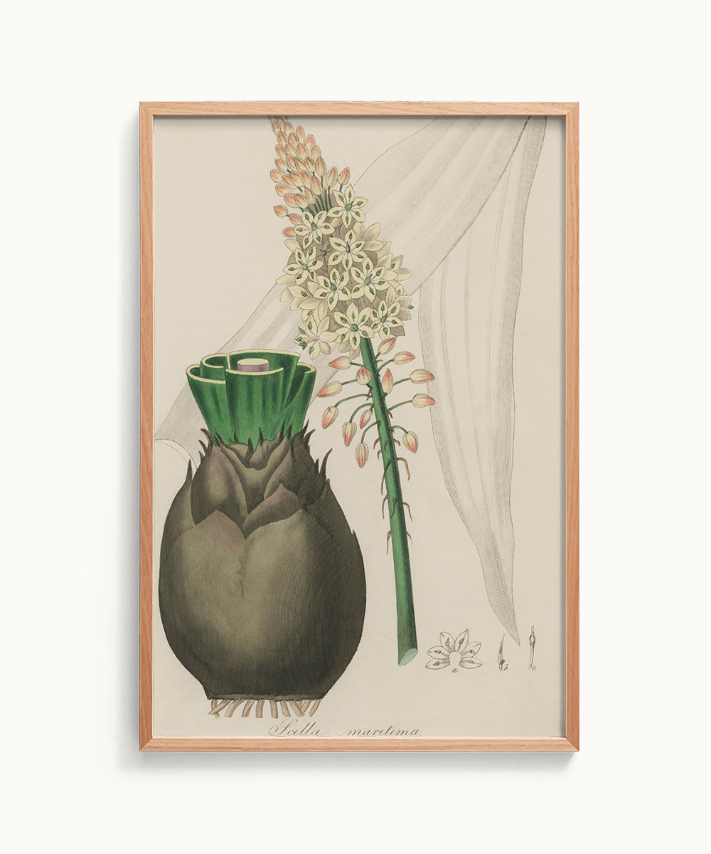Scilla Maritima Botanical – Vintage Wall Art Print