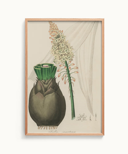 Scilla Maritima Botanical – Vintage Wall Art Print