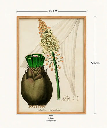 Scilla Maritima Botanical – Vintage Wall Art Print