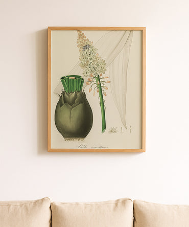 Scilla Maritima Botanical – Vintage Wall Art Print